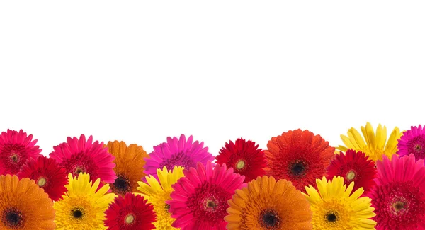 Margarida fundo flor — Fotografia de Stock