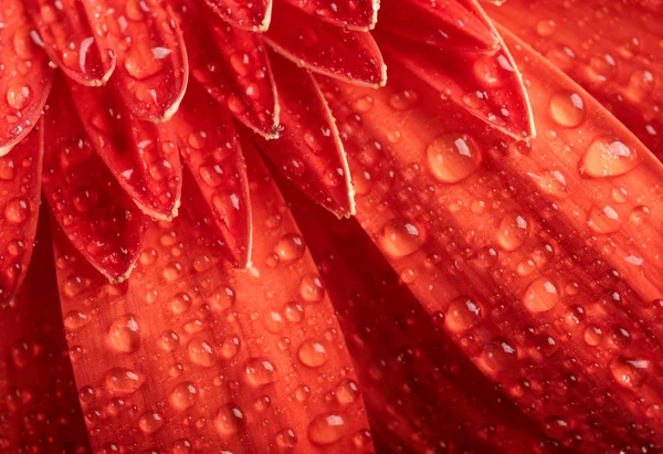 Margarida-gerbera vermelha com gotas de água — Fotografia de Stock