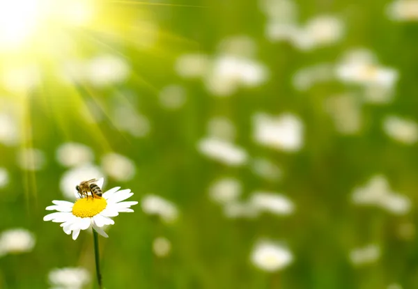 菊花和蜜蜂 — 图库照片