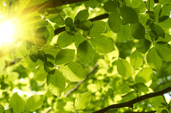 Zielone liście z promieniami słońca — Zdjęcie stockowe