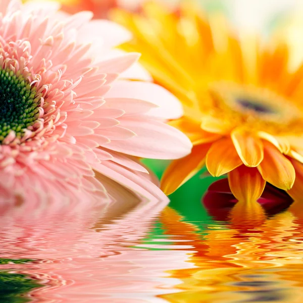 Closeup of pink daisy-gerbera with soft — Stock Photo, Image