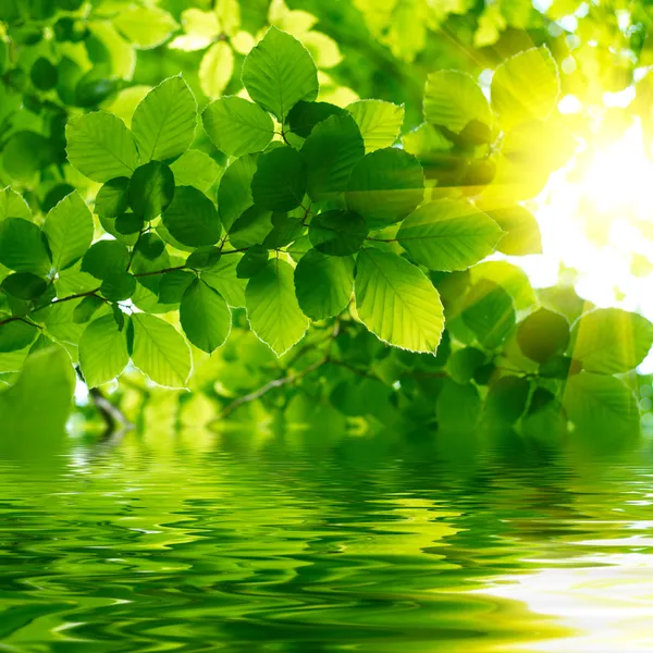 Gröna blad återspeglar i vattnet — Stockfoto
