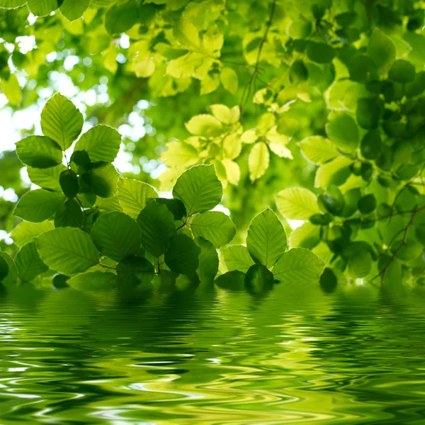 Hojas verdes reflejándose en el agua — Foto de Stock