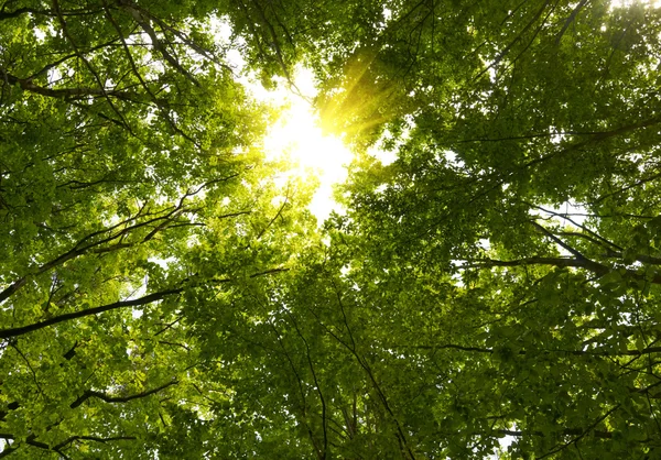 Sole nella foresta profonda — Foto Stock