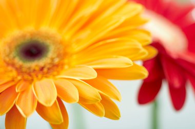 Sarı papatya gerbera ait closeup fotoğraf