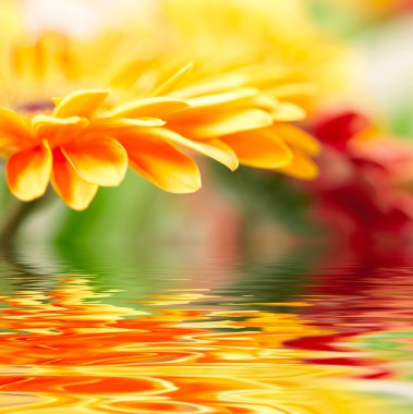 Sarı papatya gerbera ait closeup fotoğraf