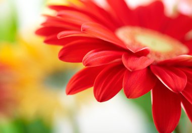 Closeup of red daisy-gerbera with waterd clipart