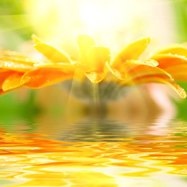 Close-up foto van gele daisy-gerbera — Stockfoto