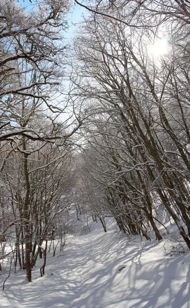 Vinter i parken — Stockfoto