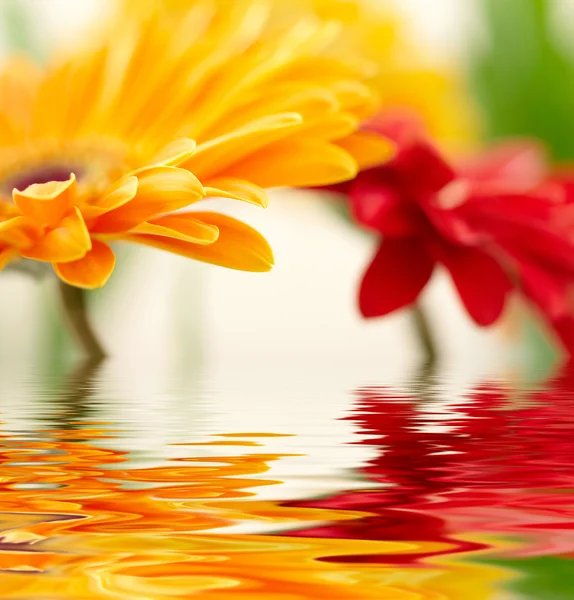 Lähikuva valokuva keltainen päivänkakkara-gerbera — kuvapankkivalokuva
