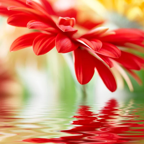 红色雏菊非洲菊与软焦点反射 — 图库照片
