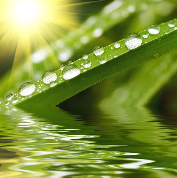 Krople deszczu na zielonej trawie — Zdjęcie stockowe