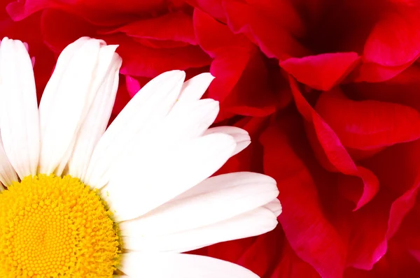 Bílé sedmikrásky na červeném pozadí růže — Stock fotografie