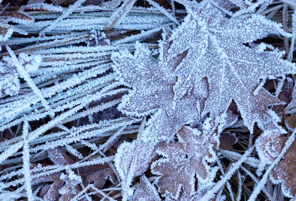 Automne feuilles congelées fond — Photo
