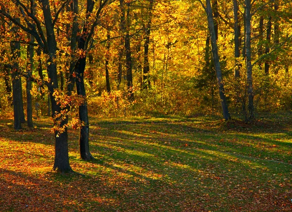 Φθινόπωρο στο πάρκο — Φωτογραφία Αρχείου