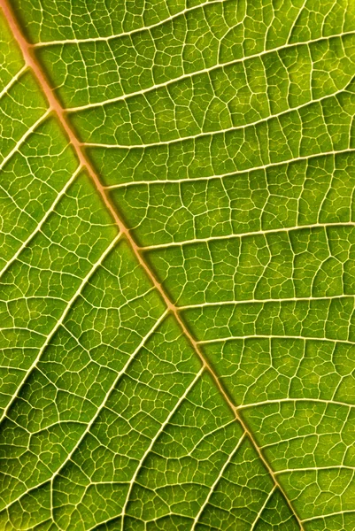 Gros plan de la feuille verte — Photo