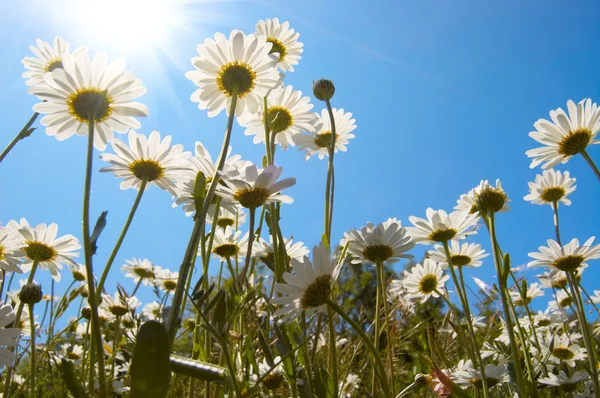 stock image White daisies on blue sky background