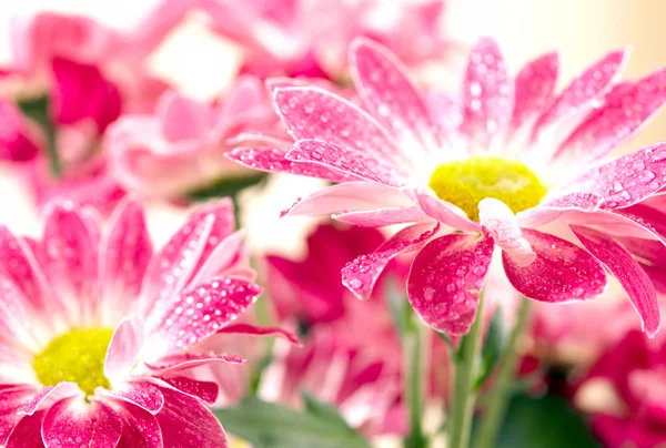 Närbild av två rosa daisy-gerbera med w — Stockfoto