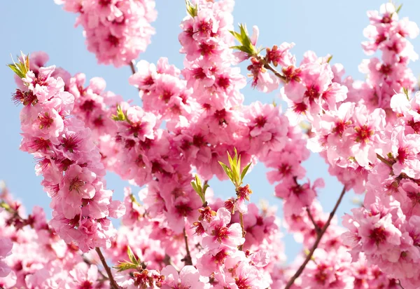 Flores de manzana de primavera —  Fotos de Stock