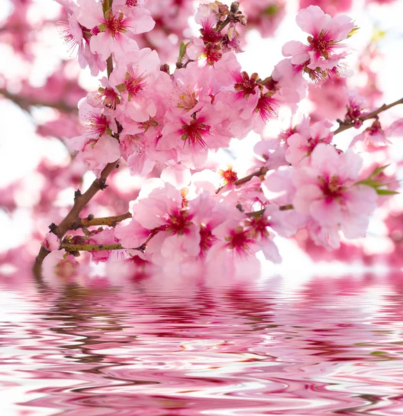 Tavaszi Alma virágok — Stock Fotó