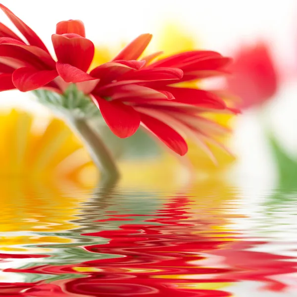Rode daisy-gerbera met soft focus Sea... reflectie — Stockfoto
