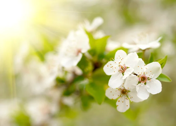 Άσπρα άνθη την άνοιξη — Φωτογραφία Αρχείου