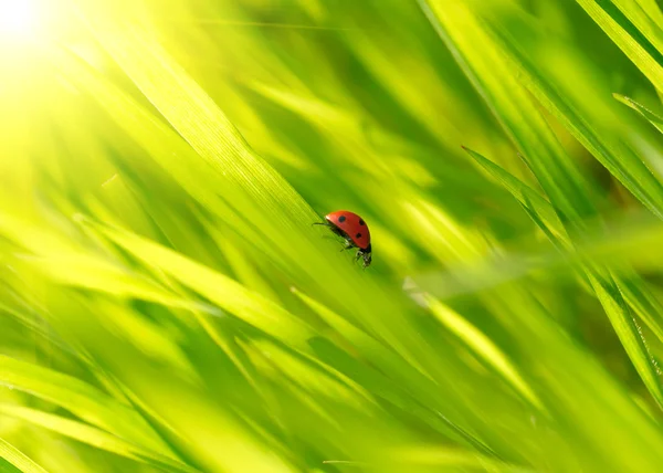 Ladybug on green grass — Stock Photo, Image