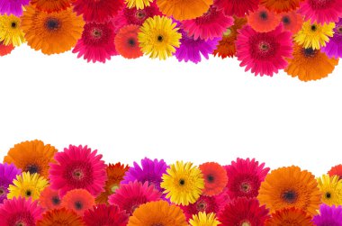 Daisy flower background clipart