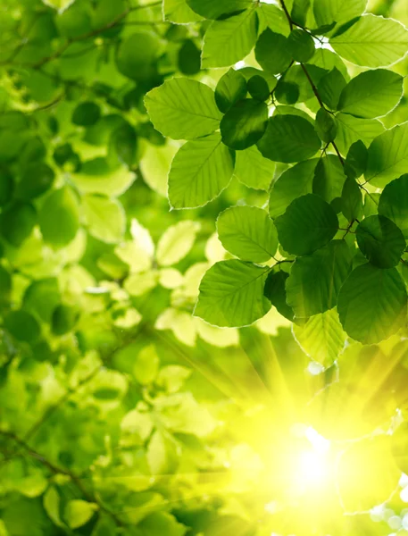 Green leaves with sun ray — Stock Photo, Image