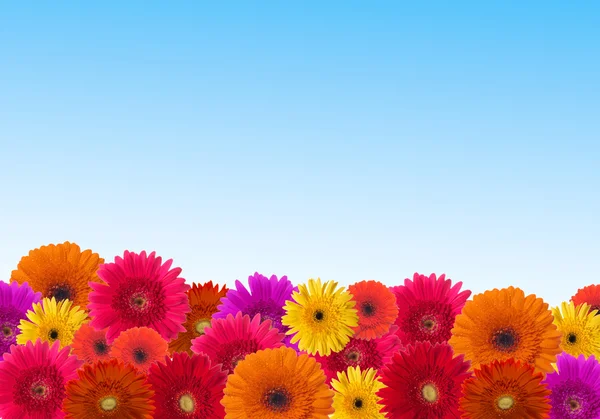 Daisy bloem achtergrond — Stockfoto