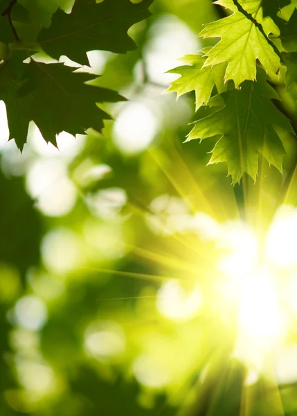 緑のカエデの葉 — ストック写真