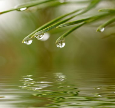 Water drops at firtree reflected in the clipart