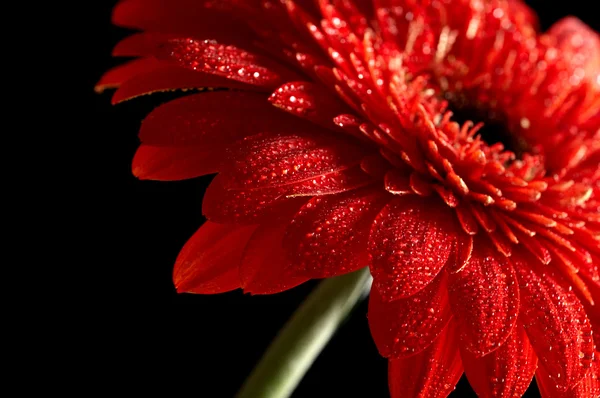 Röd daisy-gerbera på svart bakgrund — Stockfoto