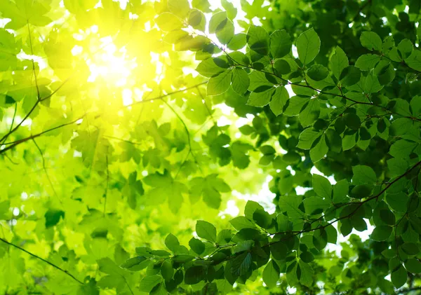 가오리가 달린 녹색 잎 — 스톡 사진