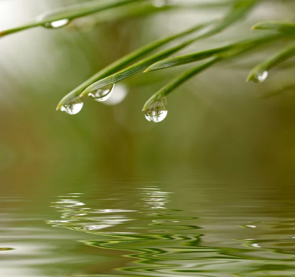 Gotas de agua en firtree reflejado en el — Foto de Stock