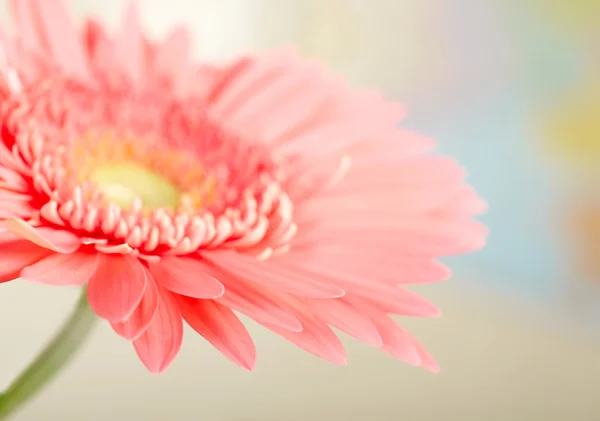 Closeup photo of pink daisy-gerbera — Stock Photo, Image