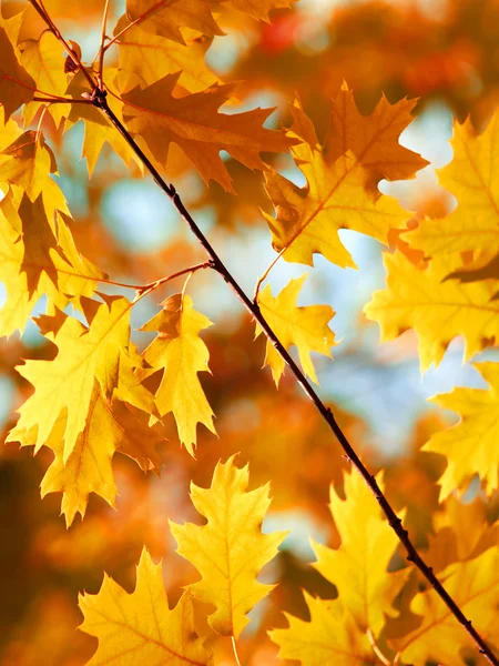 Hösten lönn löv bakgrund — Stockfoto