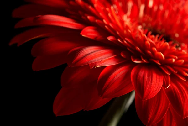 Roșu daisy-gerbera pe fundal negru — Fotografie, imagine de stoc