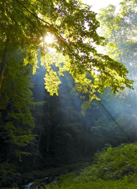 Morning sunshine in a forest clipart