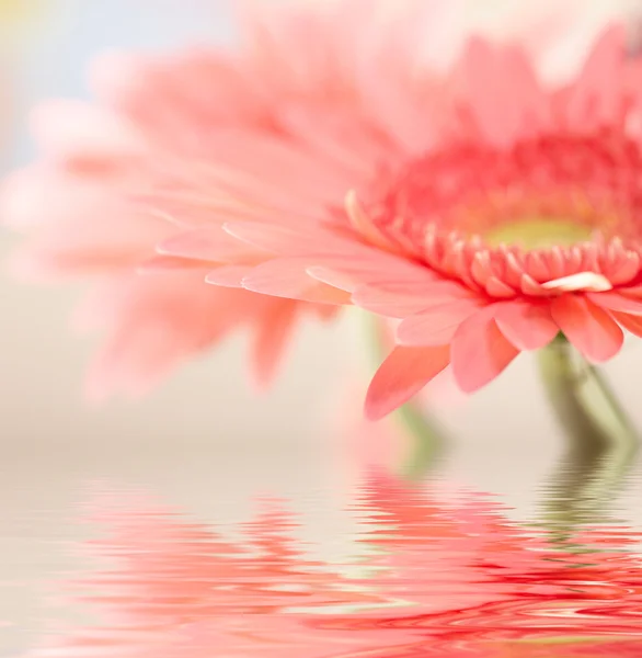 Roze daisy-gerbera met soft focus Sea... refle — Stockfoto