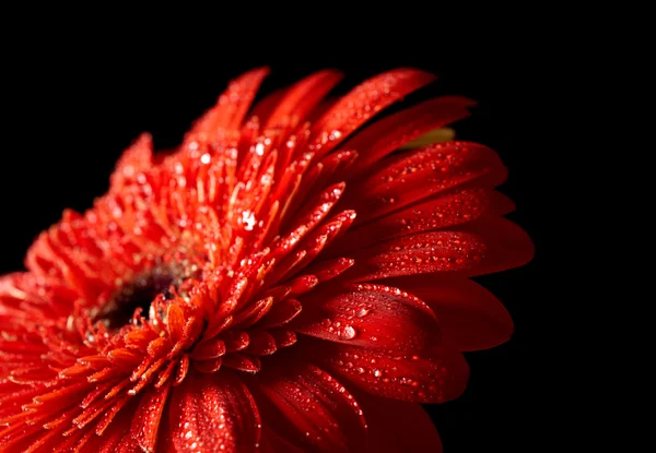 Červená gerbera sedmikrásky na černém pozadí — Stock fotografie