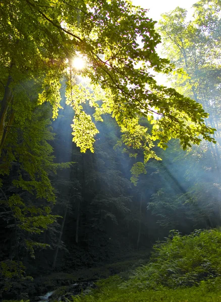 Poranne promienie słońca w lesie — Zdjęcie stockowe