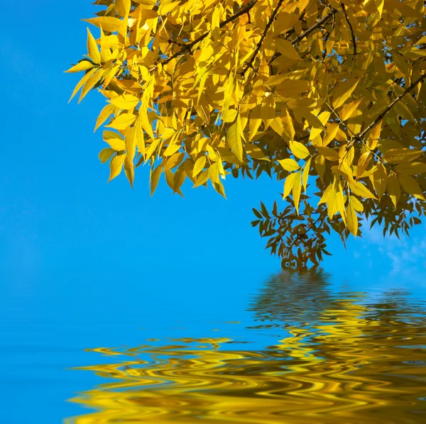 Gele Herfstbladeren op blauwe hemel backgro — Stockfoto