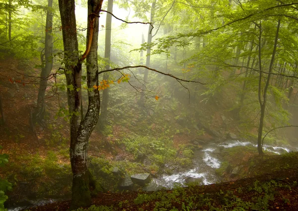 Солнечный свет в туманном лесу — стоковое фото