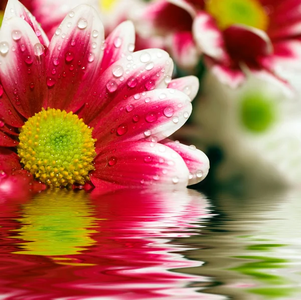 Closeup of pink daisy-gerbera reflected — Stock Photo, Image