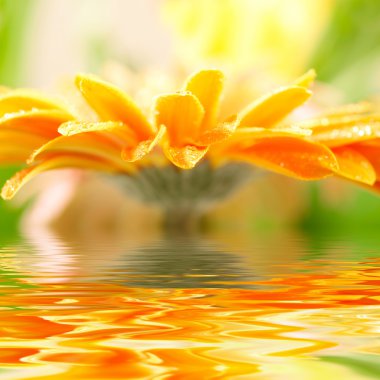 Sarı papatya gerbera ait closeup fotoğraf