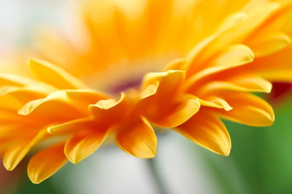 黄色のデイジー ガーベラのクローズ アップ写真 — ストック写真
