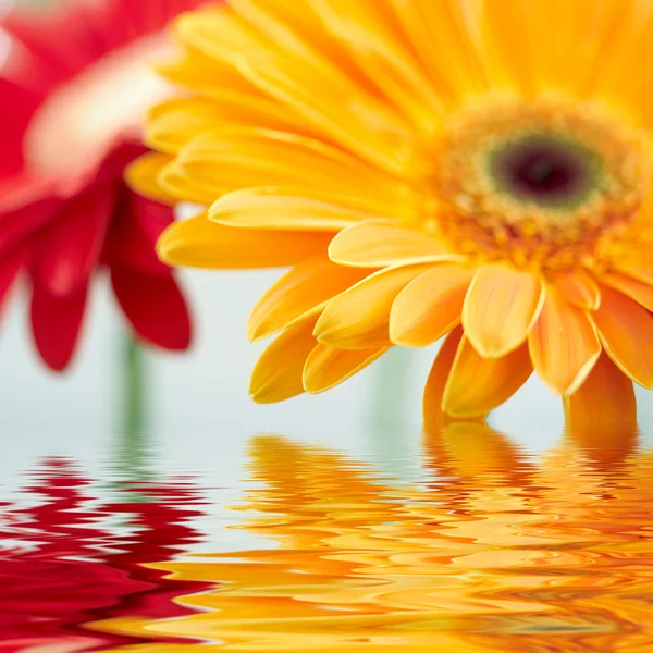 Närbild foto av gult daisy-gerbera — Stockfoto