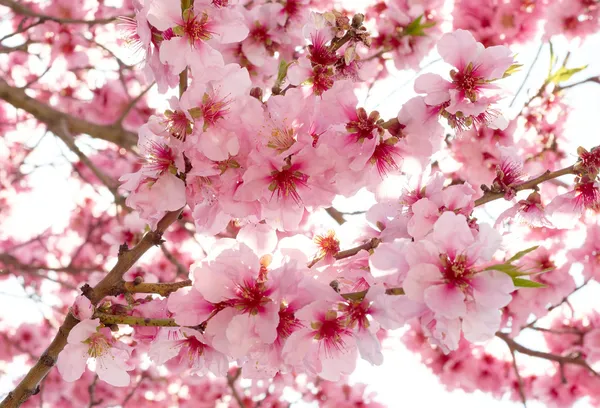 Tavaszi Alma virágok — Stock Fotó