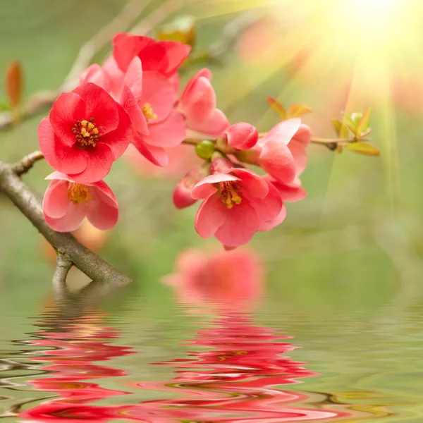 Floraison printanière reflétée dans l'eau — Photo